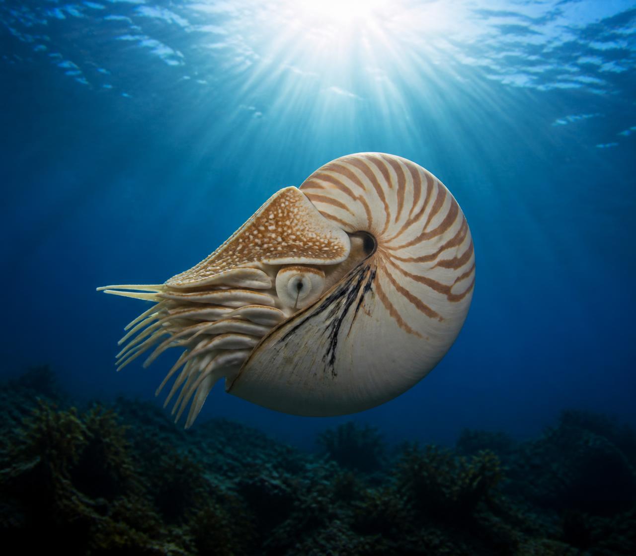A nautilus drifting calmly through deep ocean water